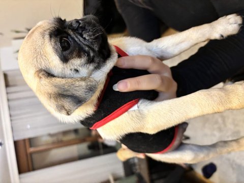 Son kalan erkek yavru pug