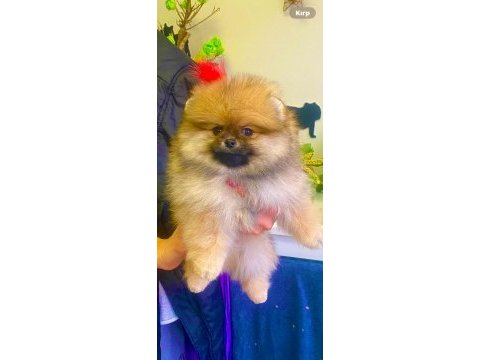 Yavru pomeranian boo