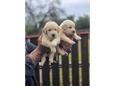 Golden retriever yavruları