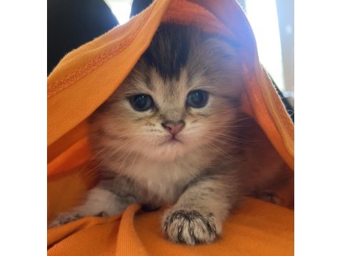 3.5 aylık erkek british shorthair