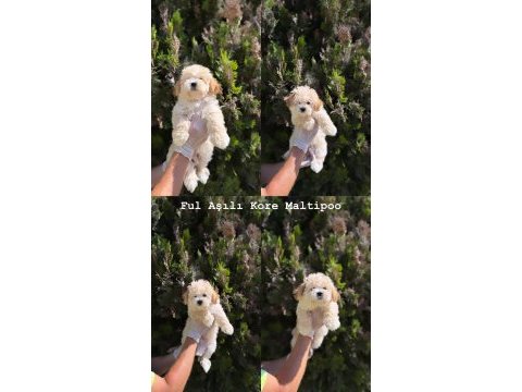 Orjinal mis turkey maltipoo yavrular yeni yuvalarına hazır