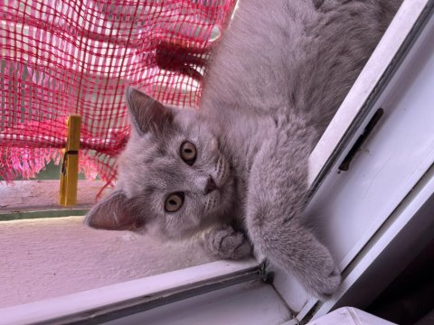 2 yavru dişi british shorthair
