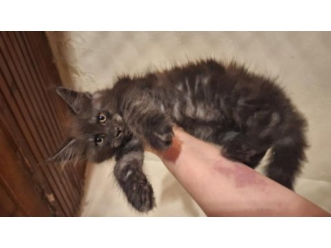 Safkan dev maine coon yavrular full şecere