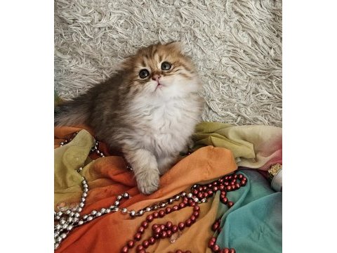 Golden ay11 muhteşem erkek british longhair