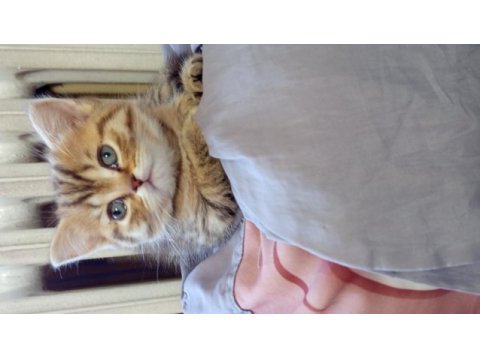 British shorthair (british golden) yavrular