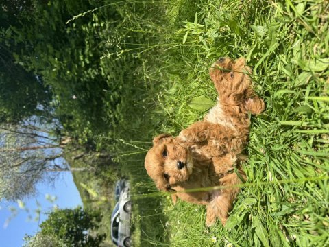 Anne altından maltipoo yavrularımız