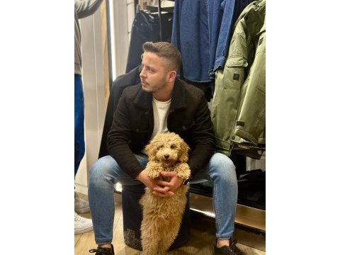 4 aylık toy poodle erkek uygun fiyata vereceğim