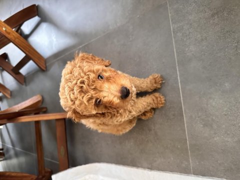 70 günlük poodle kedimiz ile anlaşamıyor
