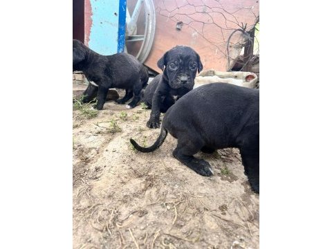 Cane corso bebek köpekler