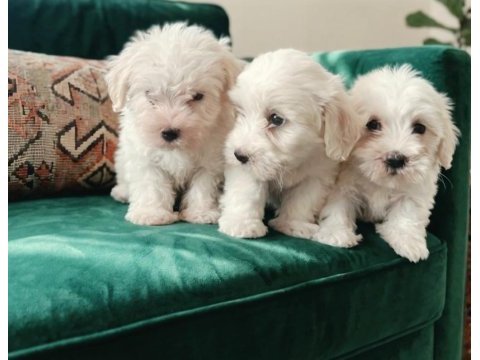 Maltese terrier yavrular