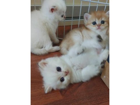 Ny 24 ny 1112 safkan british shorthair