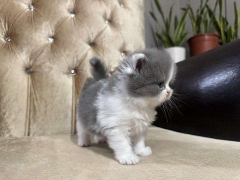 British longhair kediler