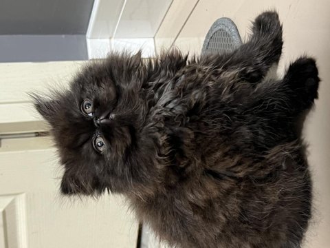 Exotic shorthair kedilerime yuva arıyorum