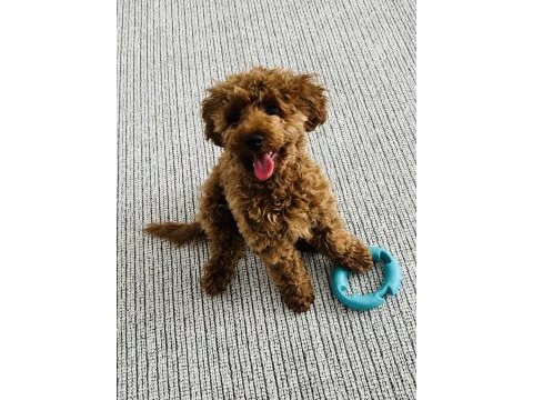 5 aylık erkek toy poodle