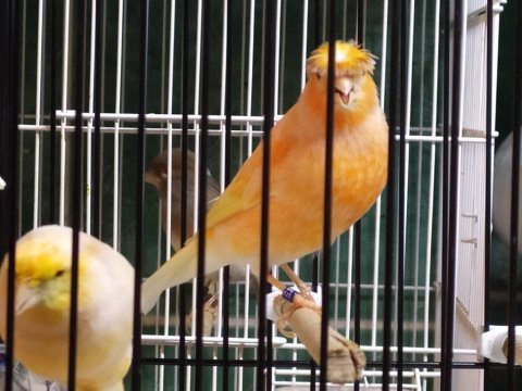 Kanaryada kalite portakal renkli şahane kuşlar