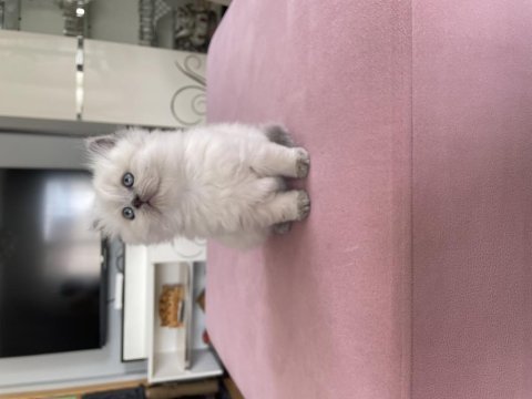Çok sevimli minnoş british longhair yavrunuz