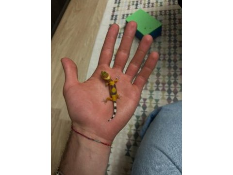Morph garantili leopard gecko