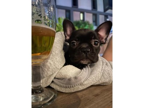El salvador kennel - kara french bulldog ailesini arıyor