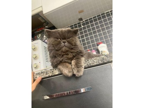 British longhair dünya yakışıklısı