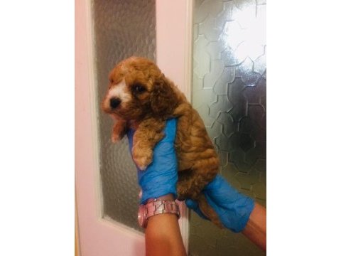 Maltipoo can dostlar ev üretimi