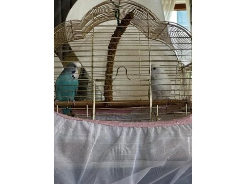 Dişi ve erkek muhabbet kuşu
