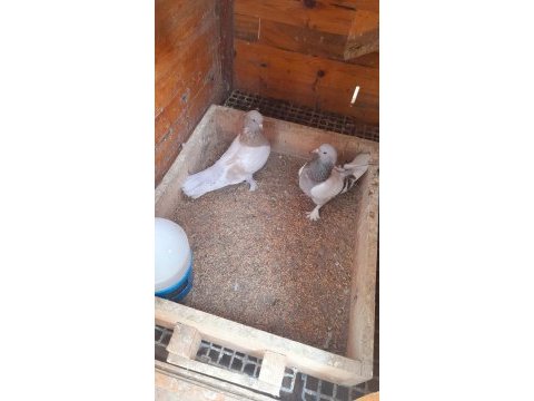 Limon sarı erkek güvercin 81 ile gönderim yaparız