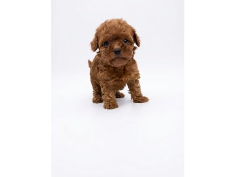Mükemmel toy poodle yavrular