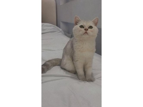 British shorthair dişi 3 aylık