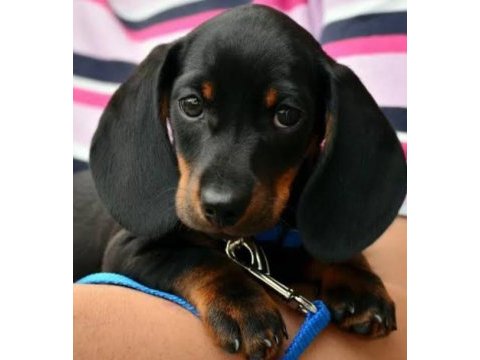 A kalite daschund yavrular