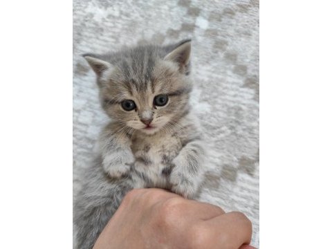 British shorthair kedisi
