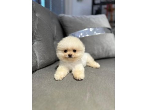 Pomeranian boo
