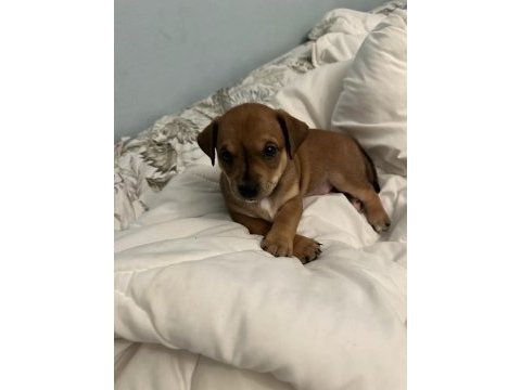 Ücretsiz sahiplendirme yavru köpek ömürlük yuva