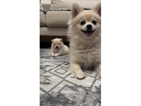 Minnak küçücük pomeranian boo bebeğimiz