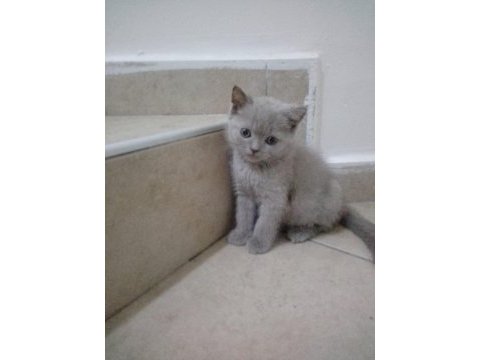 Yine kalite yine scottish fold