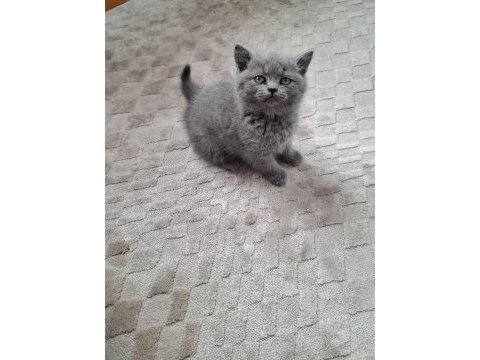 British shorthair yavrumuz