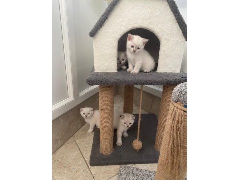 British shorthair dişi ve erkek