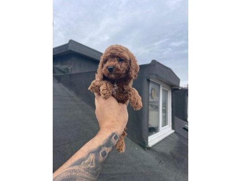 Red brown poodle yavrular