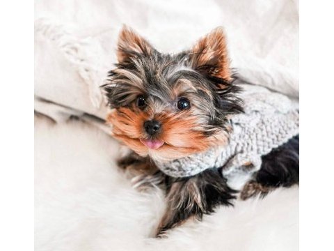 Çok akıllı sorunsuz ev köpeği