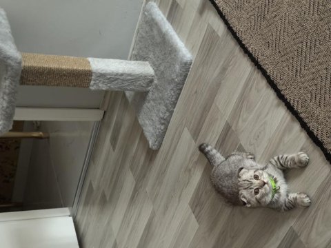Luna kedi