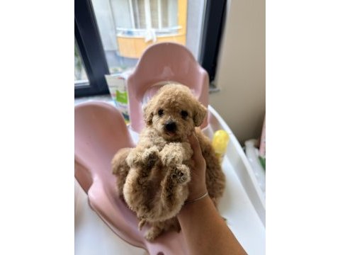Mikro 0 numara poodle yavrumuz yeni yuvasına hazır