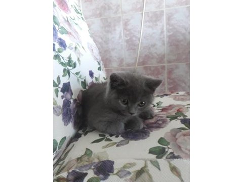 Denizli british shorthair dişi