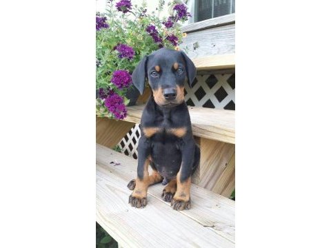 Her eve şart doberman