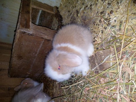 Hollanda lop tavşanı bebeklerimiz hazır