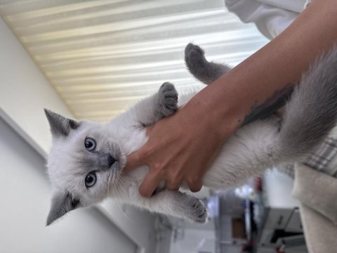 British shorthair 60 günlük erkek