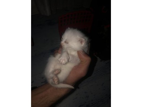 British longhair dişi