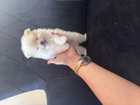 Alanya pomeranian boo köpeğimiz