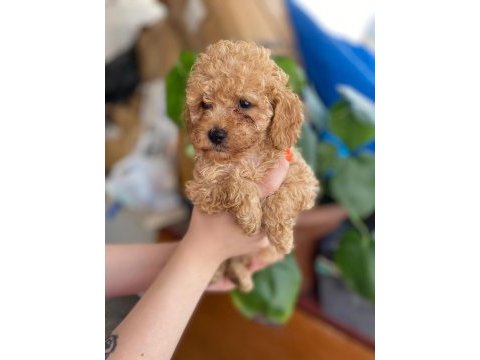 Toy poodle yavrularımız yeni yuvalarını bekliyor