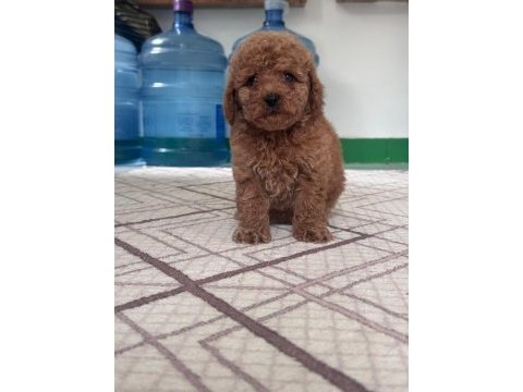 Teacup toy poodle bebeklerim mevcut