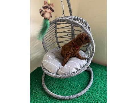 Toy poodle yavrularımız
