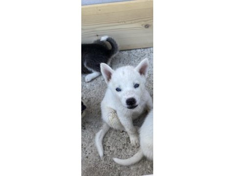 Irk garantili husky yavrularımız